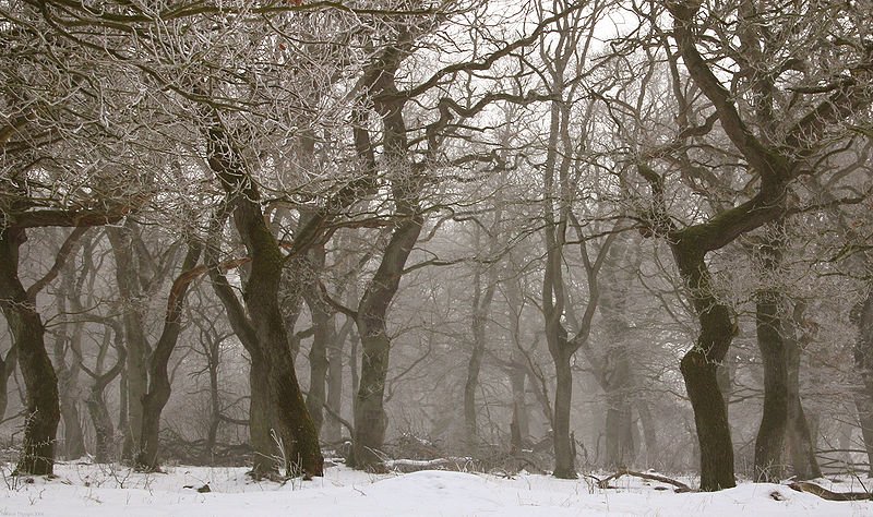 An oak forest in Denmark