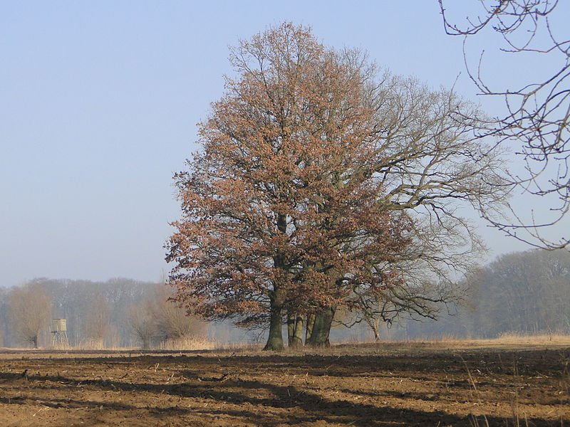 Oak trees in Glave, in Güstrow district, Mecklenburg-Western Pomerania