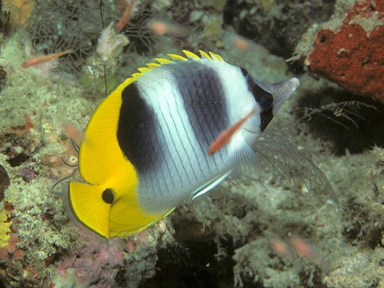 A Pacific double-saddle butterflyfish photographed off Pemuteran