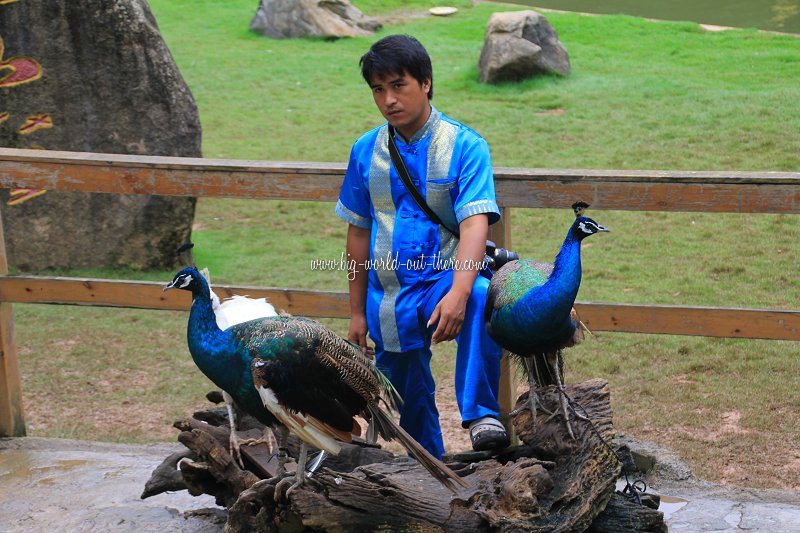 Peacock trainer, Xishuangbanna Primeval Forest Park