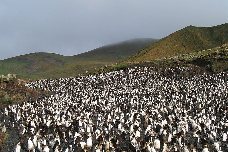 Royal Penguins, Macquarie Island