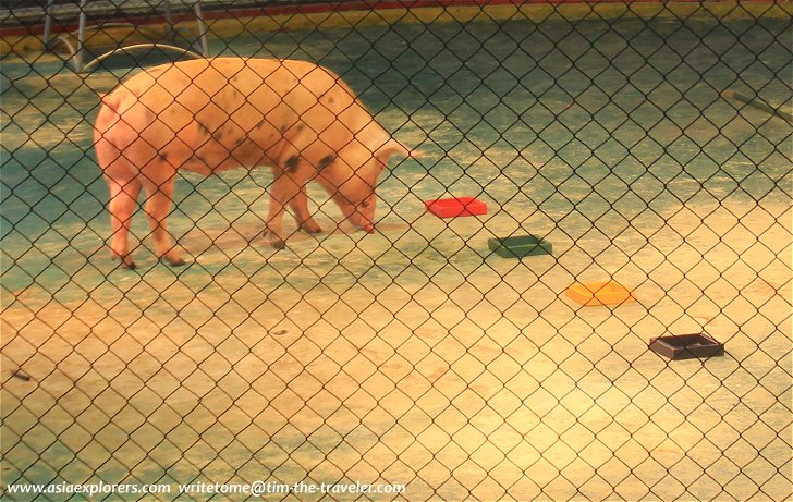 Performing pig at Sriracha Tiger Zoo
