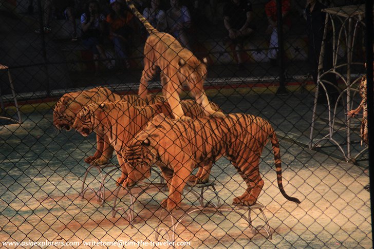 Performing tigers at Sriracha Tiger Zoo