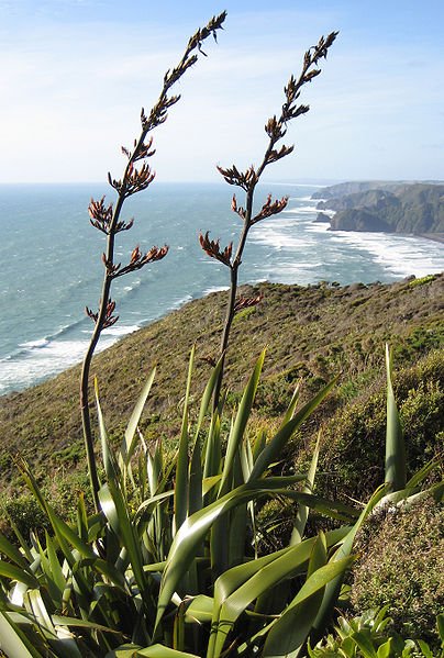 Phormium tenax in bloom, on the coast of Piha, West Auckland