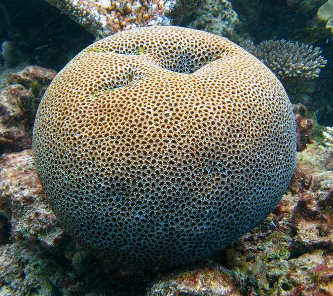 Porites coral