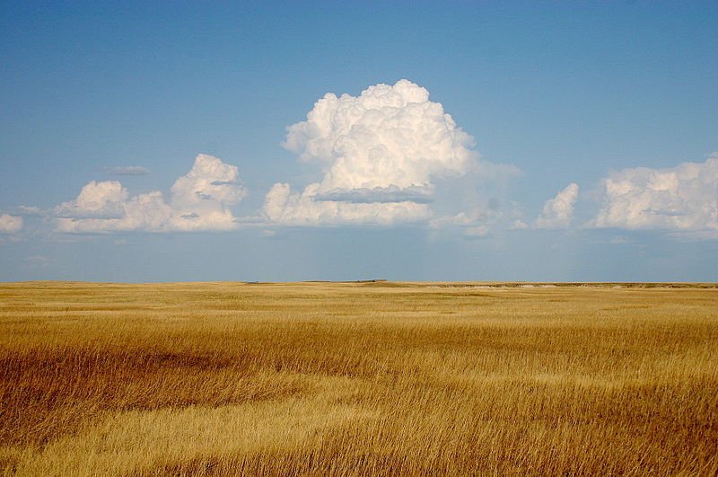 Yellow prairie in Badlands National Park, South Dakota