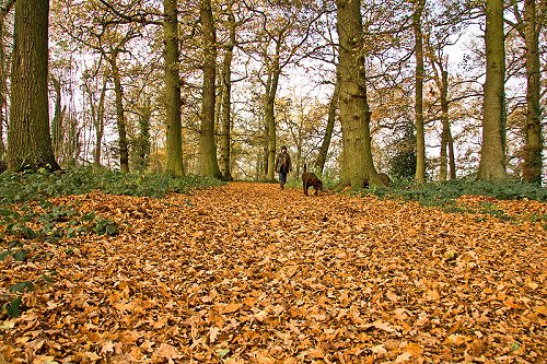 Prospect Park, Reading