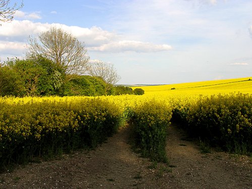 Rapeseed farm, East Hendred, Oxfordshire