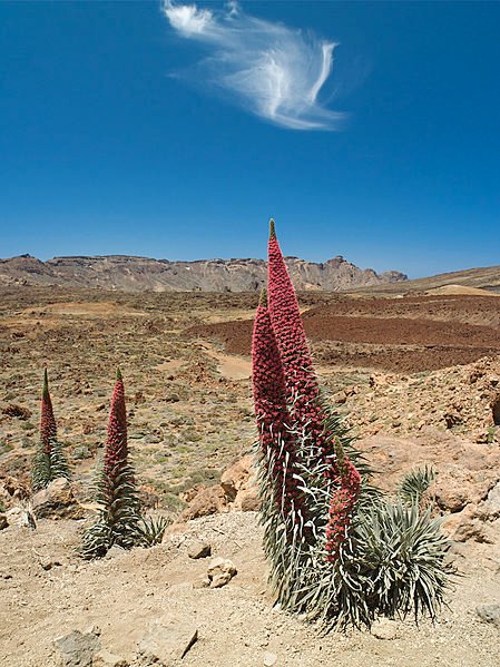 Red Mount Teide bugloss, Tenerife