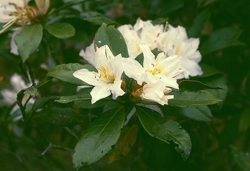 Rhododendron at Phnom Bokor National Park, Cambodia