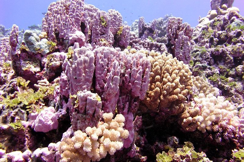 Coral reef, Rose Atoll