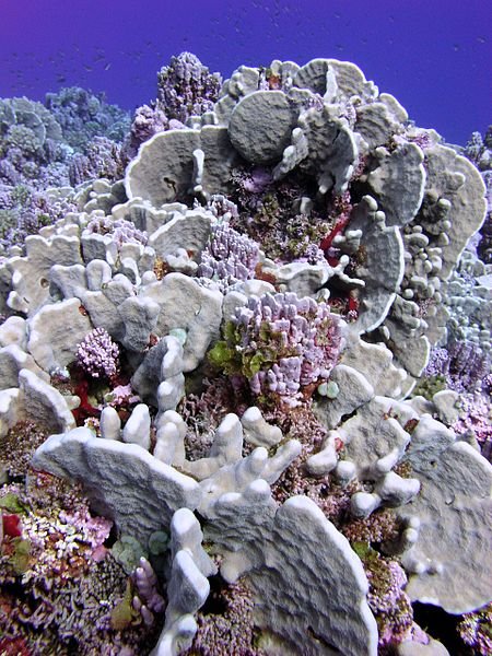 Rose Atoll Marine National Monument, American Samoa