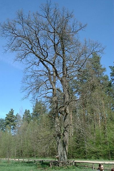 Royal Oak, Białowieża National Park, Poland