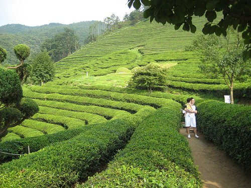 Tea plantation in Boseong, South Korea