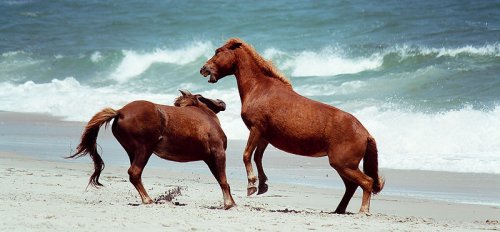 Wild ponies on Assateague Island, Maryland