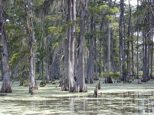 Bald Cypress Swamp, Louisiana