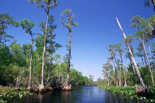 Bald Cypress Swamp, Okefenokee National Wildlife Refuge