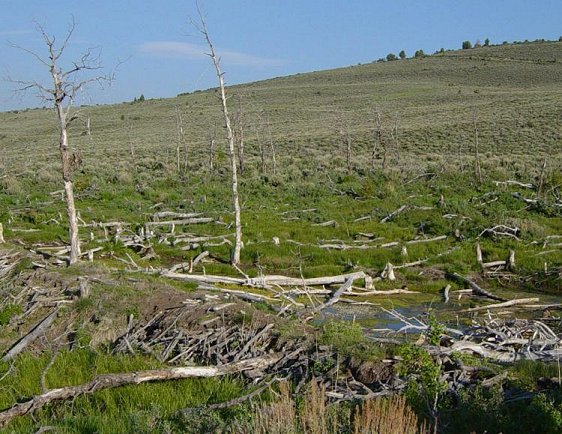 Beaver dam at Fossil Butte National Monument