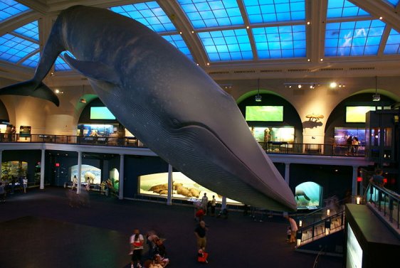 Full-size model of a blue whale at the American Museum of Natural History