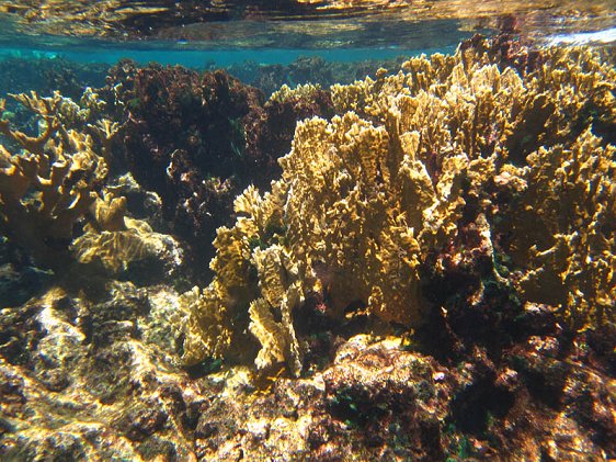 Buck Island Reef National Monument, US Virgin Islands