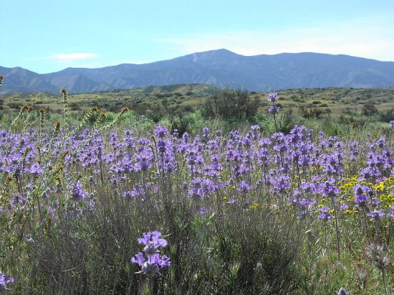 Caliente Peak, at the southwest edge of Carrizo Plain