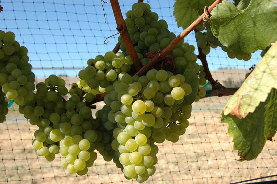 Chardonnay graves at Nassau Valley Vineyards, Delaware