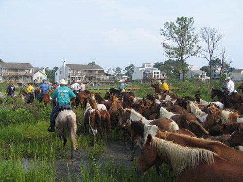 Salt Water Cowboys driving Chincoteague ponies in Chincoteague, Virginia