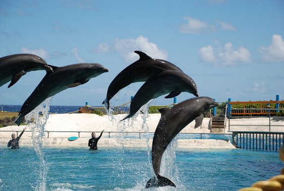 Dolphin show at Sea Life Park in Waimanolo, Oahu