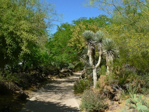 Ethel M Botanical Cactus Garden, Henderson, Nevada