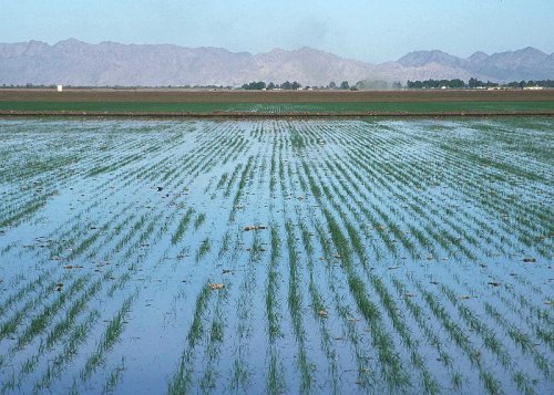 Flood irrigation in Yuma, Arizona