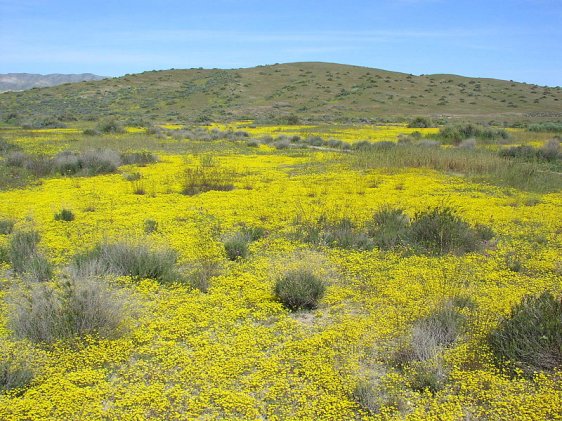 Goldfields, Carrizo Plain, San Luis Obispo County