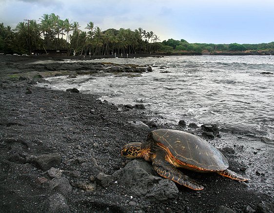 Green turtle on Punaluu Beach, Big Island, Hawaii