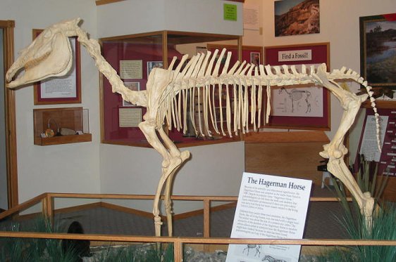 Hagerman Horse skeleton at the visitor center