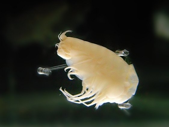 Hirondellea gigas, an amphipod at 10,900m depth in the Mariana Trench