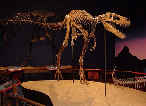 Jane T-Rex fossil at the Burpee Museum of Natural History, Rockford, Illinois