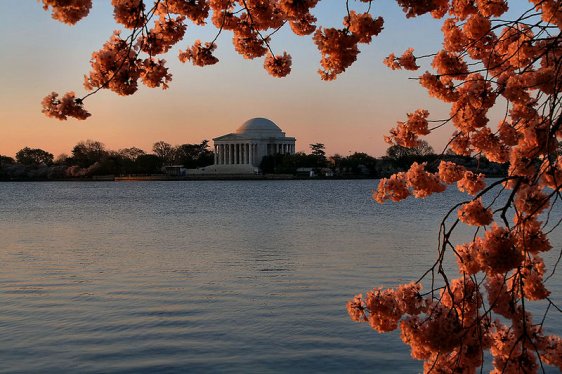 Jefferson Memorial with cherry blossoms at dawn