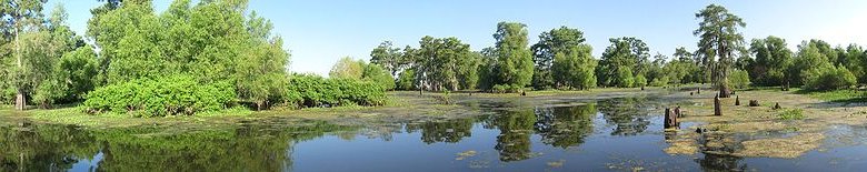 Louisiana Travel Guide: Atchafalaya Basin