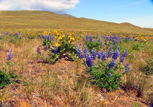 Lupines in Hanford Reach National Monument