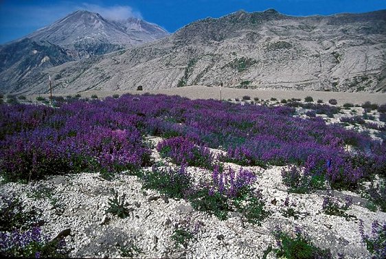 Lupins (Lupinus latifolius) growing on the volcanic ash at Mount St Helens