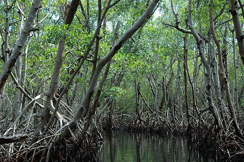 Mangrove near Everglades City, Florida