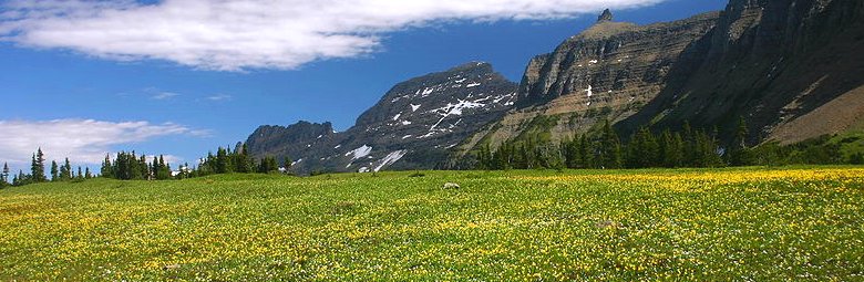 Montana, Wildflowers at Logan Pass, Montana
