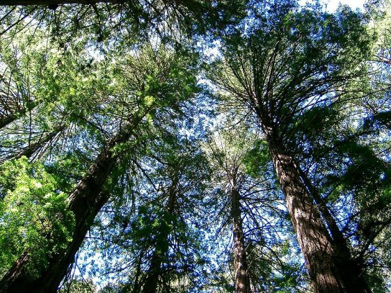 Muir Woods National Monument, California