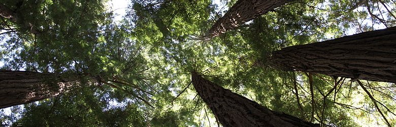 Muir Woods National Monument, California