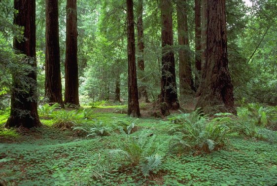 Muir Woods National Monument