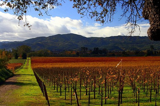 Napa Valley vineyards in the fall