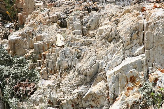 Petrified Redwood in Florissant Fossil Beds National Monument, Colorado