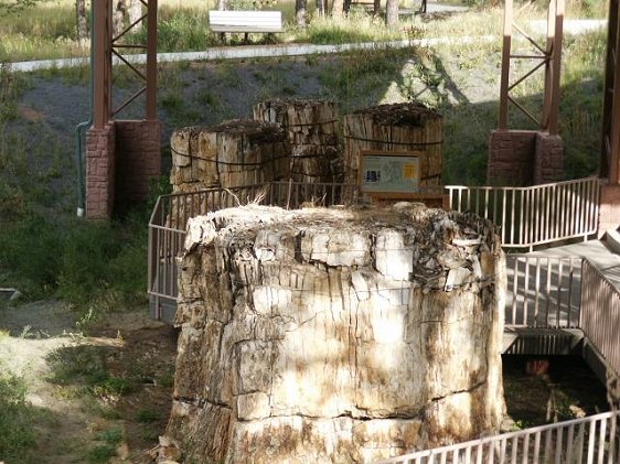 Petrified stumps at Florissant Fossil Beds National Monument