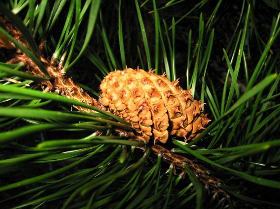 Pine cone at Soda Mountain Wilderness, Cascade-Siskiyou National Monument