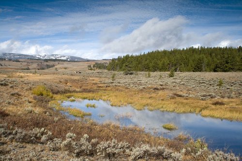 Scenery in Yellowstone National Park