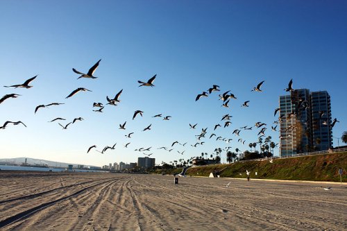 Seagulls at Long Beach